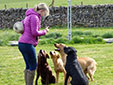 Gemma with the dogs
